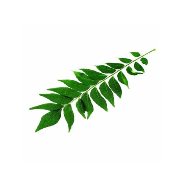 Curry Leaves bunch